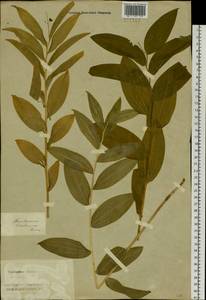 Maianthemum dahuricum (Turcz. ex Fisch. & C.A.Mey.) LaFrankie, Siberia, Altai & Sayany Mountains (S2) (Russia)