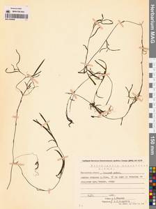 Potamogeton maackianus A.Benn., Siberia, Chukotka & Kamchatka (S7) (Russia)