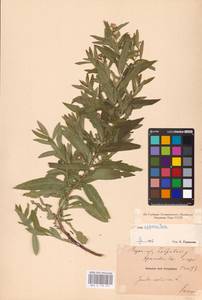 Pentanema salicinum subsp. asperum (Poir.) Mosyakin, Eastern Europe, Central forest-and-steppe region (E6) (Russia)