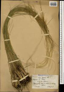 Stipa pennata L., Caucasus, Armenia (K5) (Armenia)