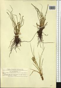 Carex hordeistichos Vill., Western Europe (EUR) (Romania)