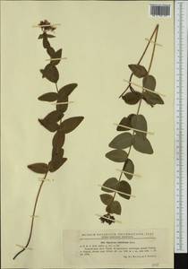 Hypericum umbellatum A.Kern., Western Europe (EUR) (Romania)
