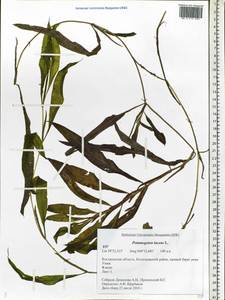 Potamogeton lucens L., Eastern Europe, Central forest region (E5) (Russia)