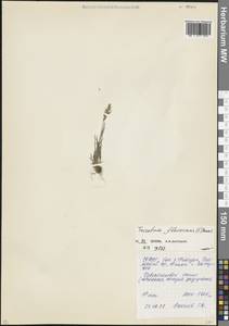 Trisetum flavescens (L.) P.Beauv., Caucasus, North Ossetia, Ingushetia & Chechnya (K1c) (Russia)