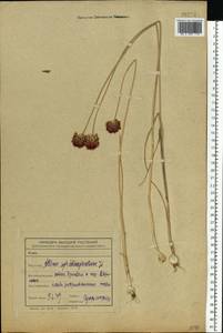 Allium sphaerocephalon L., Eastern Europe, Central forest-and-steppe region (E6) (Russia)