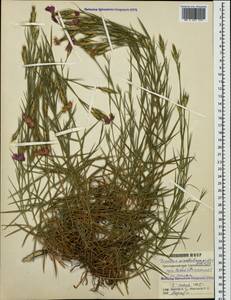 Dianthus acantholimonoides Schischk., Caucasus, Black Sea Shore (from Novorossiysk to Adler) (K3) (Russia)