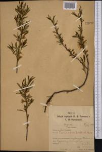 Prunus tenella Batsch, Middle Asia, Northern & Central Kazakhstan (M10) (Kazakhstan)