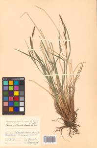 Carex forficula Franch. & Sav., Siberia, Russian Far East (S6) (Russia)