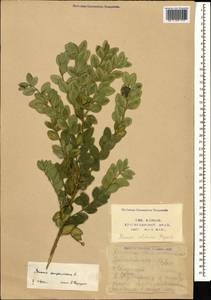 Buxus sempervirens L., Caucasus, Black Sea Shore (from Novorossiysk to Adler) (K3) (Russia)