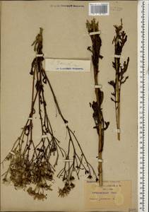 Jacobaea vulgaris subsp. vulgaris, Caucasus, Krasnodar Krai & Adygea (K1a) (Russia)
