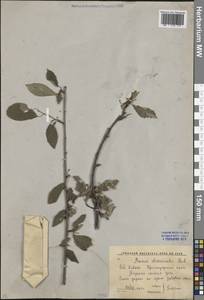 Prunus cerasifera Ehrh., Caucasus, Krasnodar Krai & Adygea (K1a) (Russia)