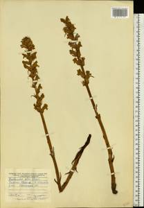 Orobanche alba, Eastern Europe, Central forest-and-steppe region (E6) (Russia)
