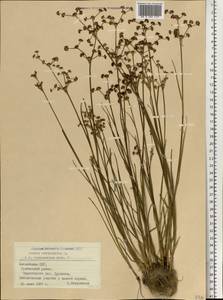 Juncus articulatus L., Eastern Europe, Latvia (E2b) (Latvia)