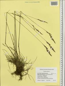 Festuca rubra L., Siberia, Baikal & Transbaikal region (S4) (Russia)