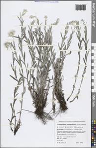 Leontopodium leontopodioides (Willd.) Beauverd, Siberia, Baikal & Transbaikal region (S4) (Russia)