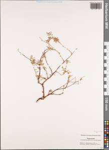 Polygonaceae, Middle Asia, Karakum (M6) (Turkmenistan)