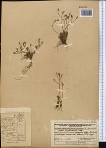 Crepis multicaulis Ledeb., Middle Asia, Dzungarian Alatau & Tarbagatai (M5) (Kazakhstan)