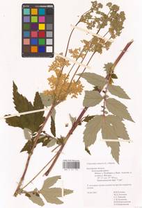 Filipendula ulmaria (L.) Maxim., Eastern Europe, Central region (E4) (Russia)
