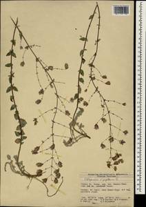 Origanum sipyleum L., South Asia, South Asia (Asia outside ex-Soviet states and Mongolia) (ASIA) (Turkey)