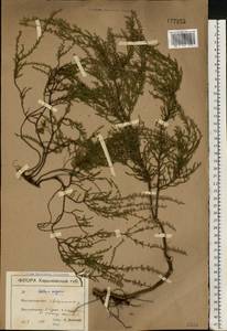 Calluna vulgaris (L.) Hull, Eastern Europe, North Ukrainian region (E11) (Ukraine)