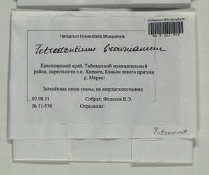 Tetrodontium repandum (Funck) Schwägr., Bryophytes, Bryophytes - Krasnoyarsk Krai, Tyva & Khakassia (B17) (Russia)