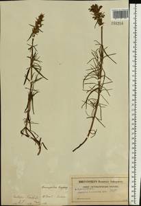 Dracocephalum ruyschiana L., Eastern Europe, Central region (E4) (Russia)