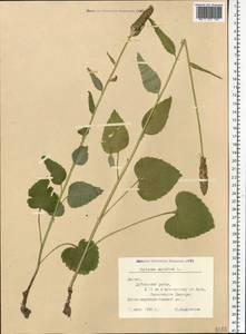 Phyteuma spicatum L., Eastern Europe, Latvia (E2b) (Latvia)