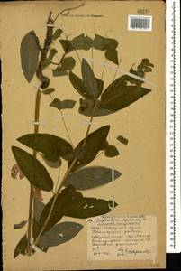 Euphorbia squamosa Willd., Caucasus, Stavropol Krai, Karachay-Cherkessia & Kabardino-Balkaria (K1b) (Russia)