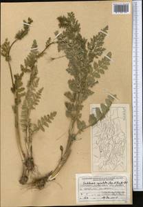 Oedibasis apiculata (Kar. & Kir.) Koso-Pol., Middle Asia, Western Tian Shan & Karatau (M3) (Uzbekistan)