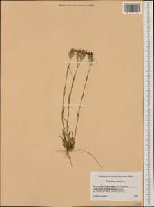 Dianthus armeria L., Western Europe (EUR) (Montenegro)