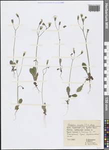Crepis sancta subsp. sancta, Crimea (KRYM) (Russia)