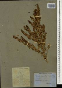 Climacoptera crassa M. Bieb., Caucasus, Armenia (K5) (Armenia)