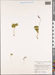 Primula matthioli subsp. sibirica (Andrz. ex Besser) Kovt., Siberia, Baikal & Transbaikal region (S4) (Russia)