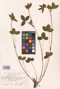 Trifolium pratense L., Eastern Europe, Eastern region (E10) (Russia)