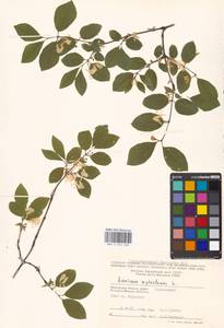 Lonicera xylosteum L., Eastern Europe, Moscow region (E4a) (Russia)