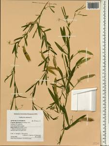 Lathyrus annuus L., South Asia, South Asia (Asia outside ex-Soviet states and Mongolia) (ASIA) (Cyprus)