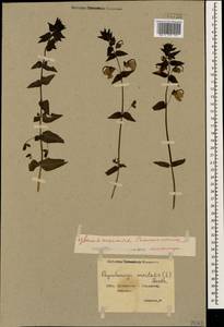 Rhynchocorys orientalis (L.) Benth., Caucasus, Georgia (K4) (Georgia)