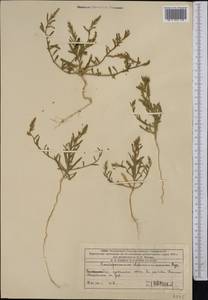 Corispermum lehmannianum Bunge, Middle Asia, Caspian Ustyurt & Northern Aralia (M8) (Kazakhstan)