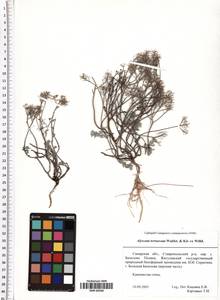 Odontarrhena tortuosa subsp. tortuosa, Eastern Europe, Middle Volga region (E8) (Russia)