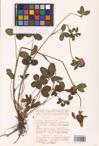 Trifolium pratense L., Eastern Europe, Lower Volga region (E9) (Russia)