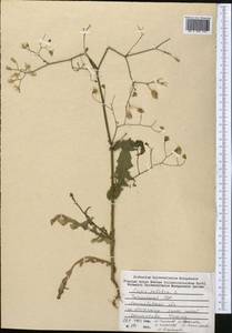 Crepis pulchra L., Middle Asia, Western Tian Shan & Karatau (M3) (Tajikistan)
