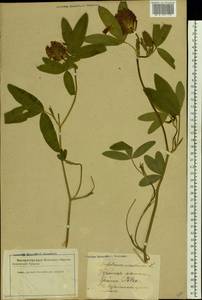 Trifolium medium L., Eastern Europe, Latvia (E2b) (Latvia)