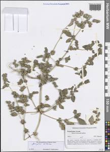 Atriplex altaica Sukhor., Siberia, Altai & Sayany Mountains (S2) (Russia)