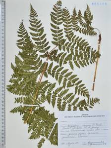 Dryopteris expansa (C.Presl) Fraser-Jenk. & Jermy, Siberia, Russian Far East (S6) (Russia)