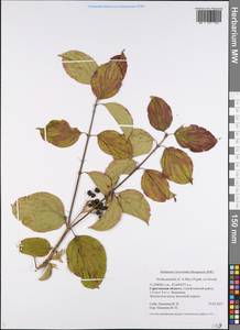 Cornus sanguinea subsp. australis (C.A.Mey.) Jáv., Eastern Europe, Lower Volga region (E9) (Russia)