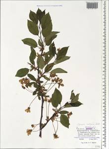Prunus cerasus subsp. cerasus, Caucasus, Krasnodar Krai & Adygea (K1a) (Russia)