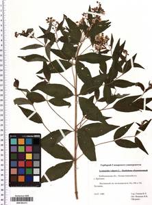 SMR001371, Lysimachia vulgaris L., Eastern Europe, Middle Volga region (E8) (Russia)