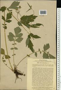 Geum × intermedium Ehrh., Eastern Europe, Central region (E4) (Russia)
