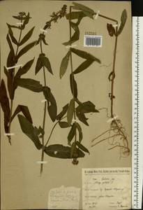 Stachys palustris L., Eastern Europe, North-Western region (E2) (Russia)