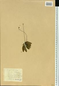 Pinguicula alpina L., Eastern Europe, Estonia (E2c) (Estonia)